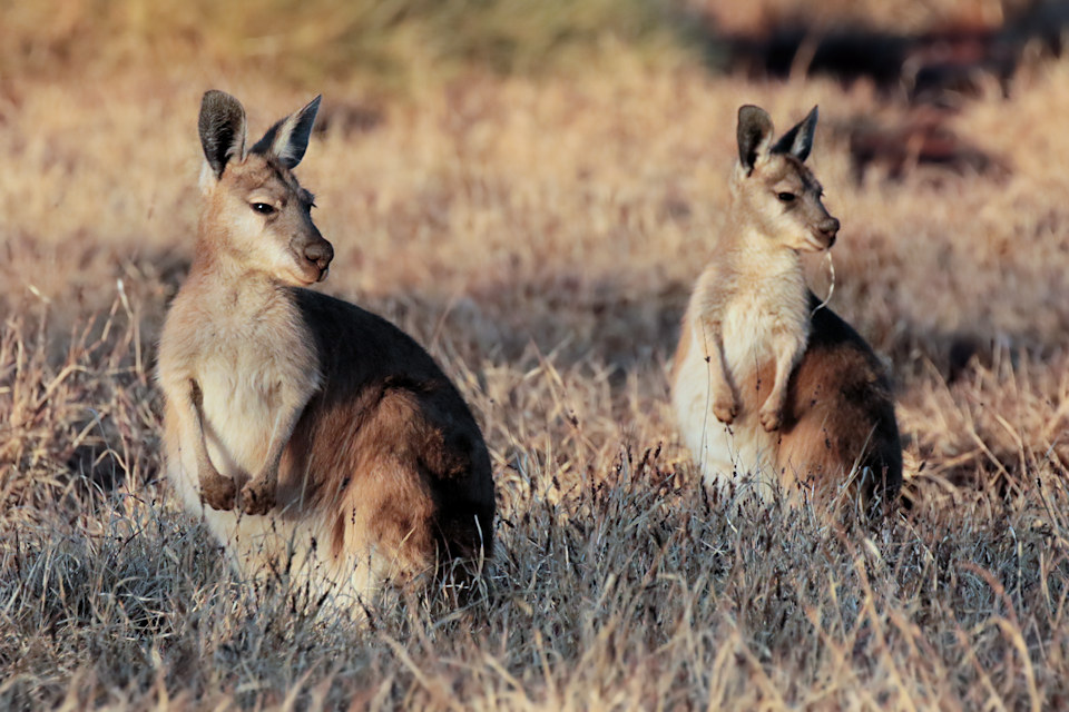 Common Wallaroo (Macropus robustus)